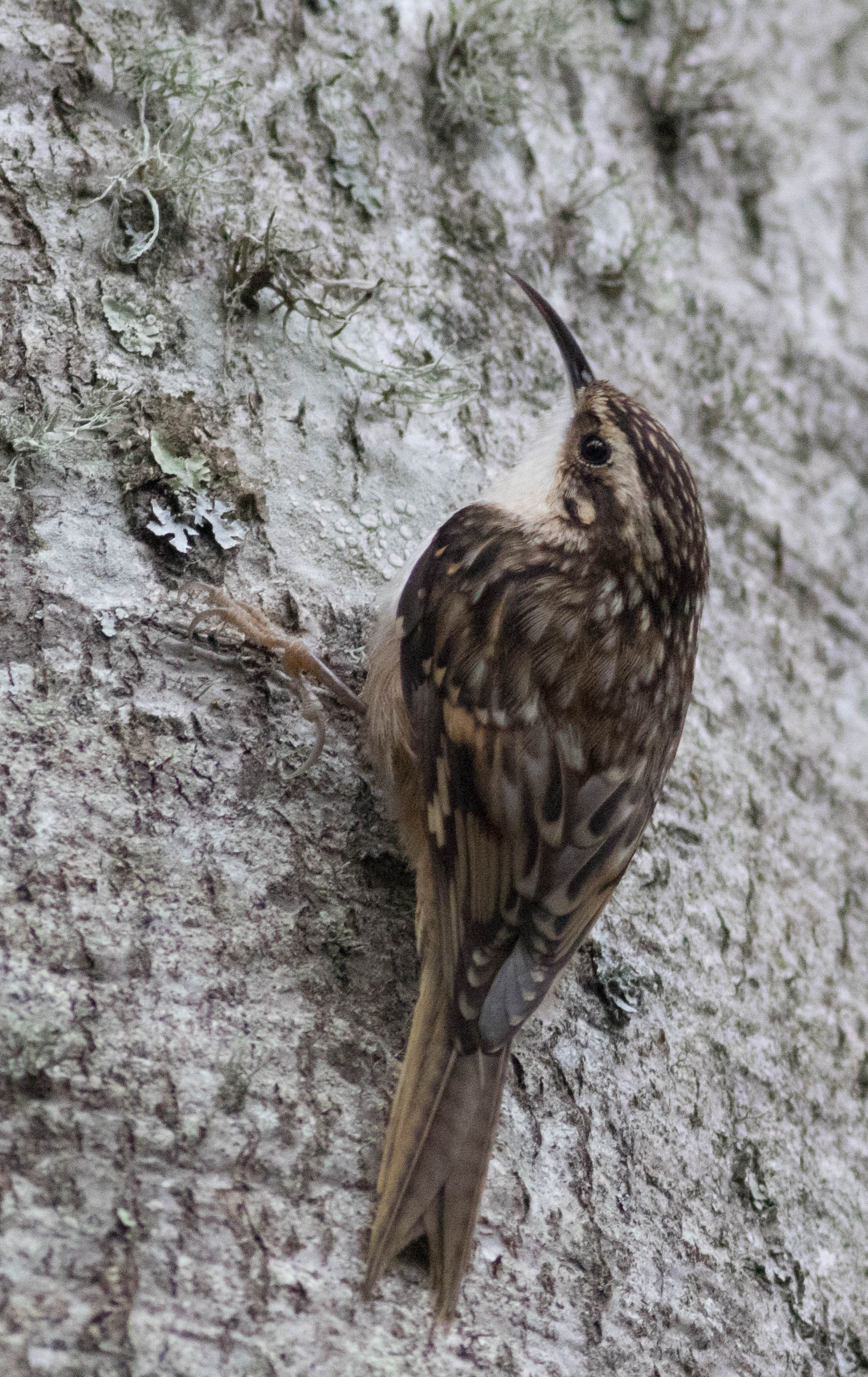 Certhia americana 2 (Brown